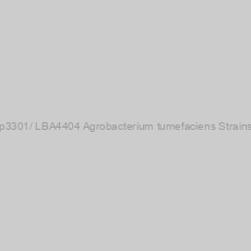 Image of p3301/ LBA4404 Agrobacterium tumefaciens Strains